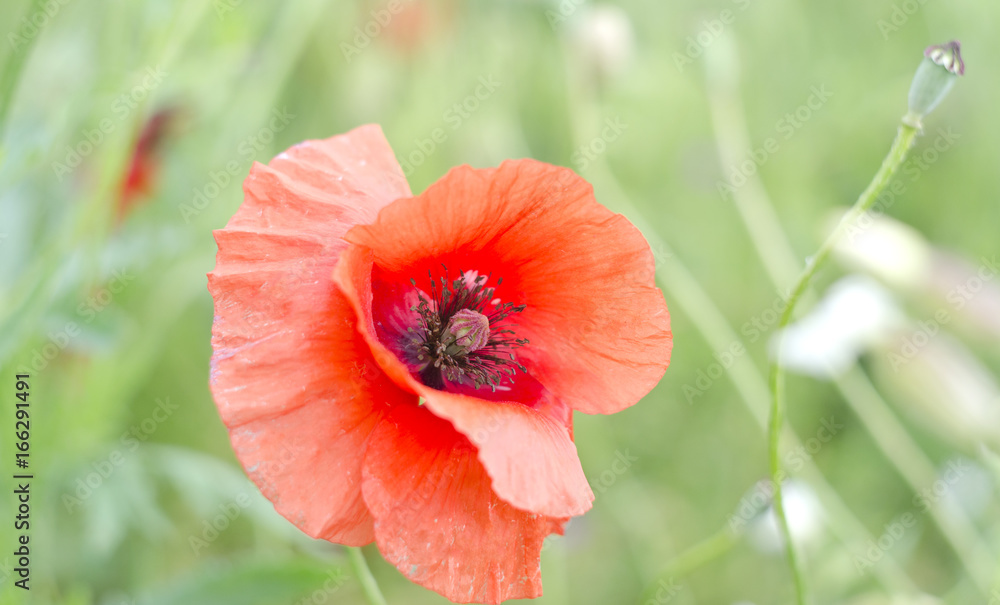 Red poppy in the field. Red poppy in the field.