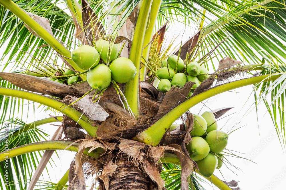 Fototapeta premium Coconuts tree on white sky background.