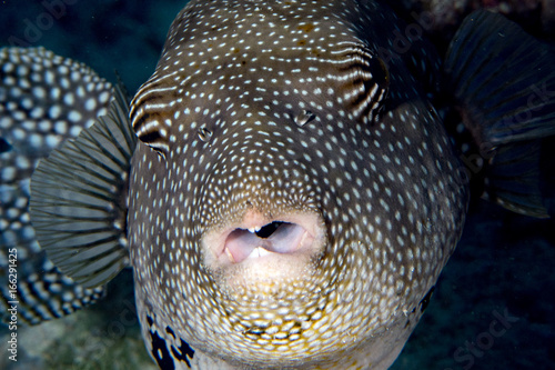 theet detail of Puffer fish black white spotted close up photo