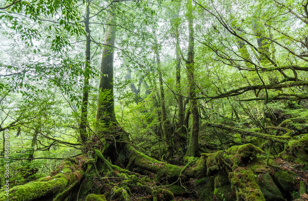 Mossed forest, in Shiratani Unsuikyo Ravine, Yakushima Island Mossed forest, in Shiratani Unsuikyo Ravine, Yakushima Island