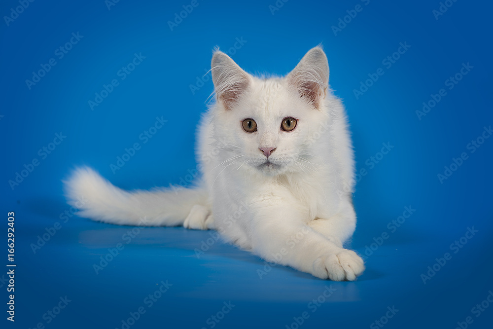 White cute kitten Maine Coon on a studio background.