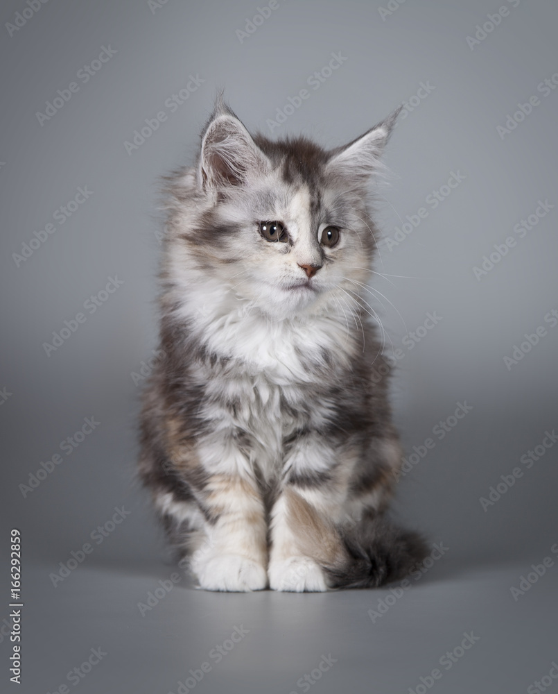 A little cute kitten 2 months old on a studio gray background.