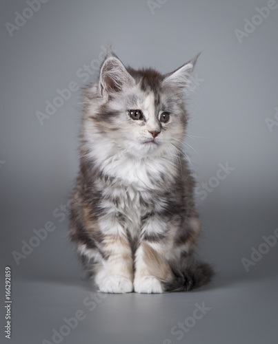 A little cute kitten 2 months old on a studio gray background. © moredix
