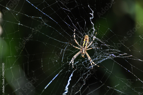 Big green spider on the web . Spider in his web wait for a prey © Ivan