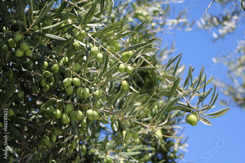 Olive tree with green olives in Australia
