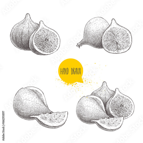 Hand drawn sketch figs set. Vintage style fruit drawing. Eco food vector illustration isolated on white background.