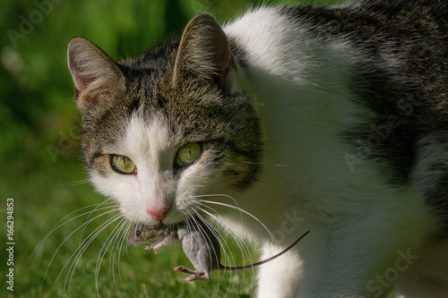 Domestic cat has captured a mouse. photo