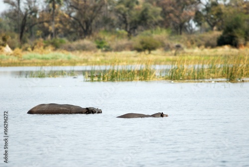 Hippos in the Okavango delta, Botswana
