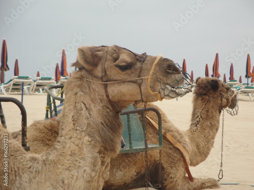 Dromadaire à Fuerteventura