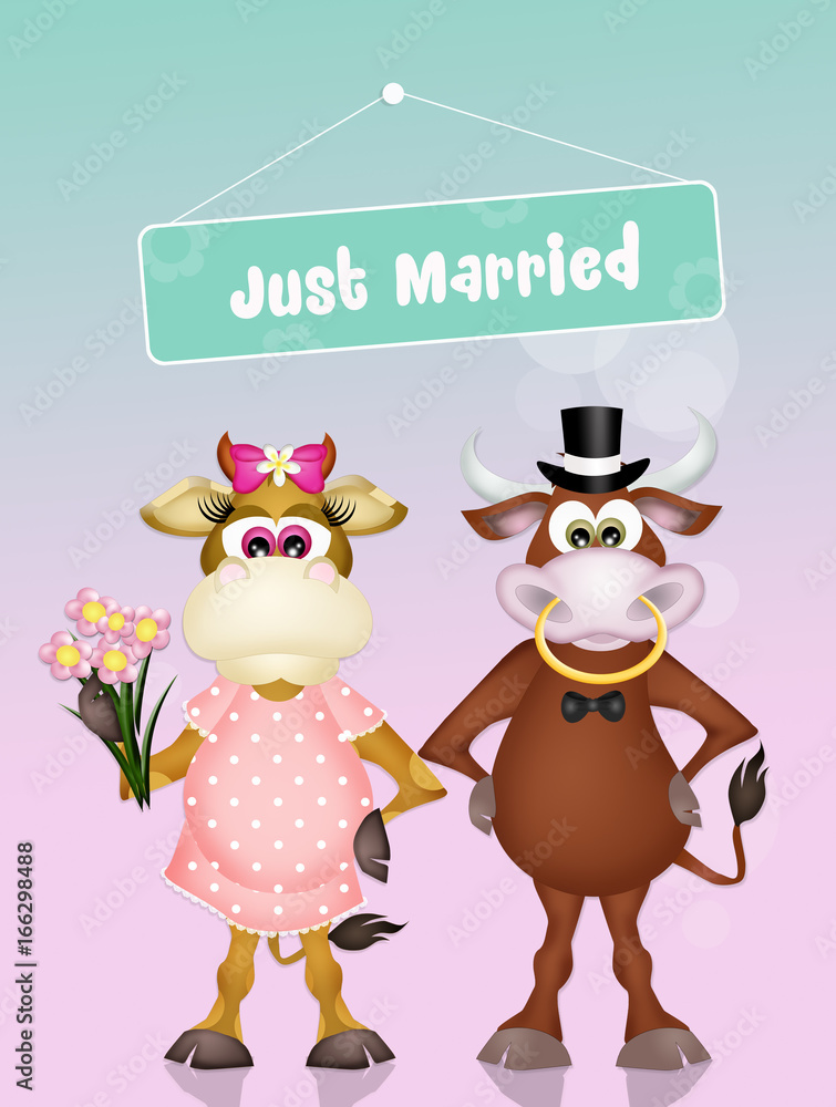 Wedding of cows