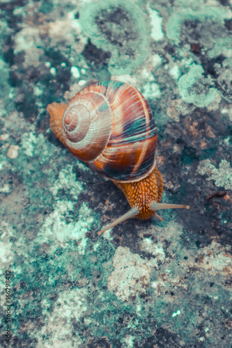 Photo depicts a wild lovely big beautiful snail with spiral shell. Amazing helix in the garden, crawling in a stone.  Marco, close up view.