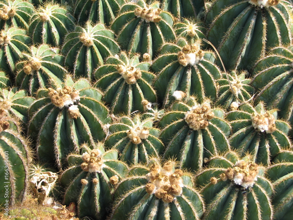 cactus cactus
