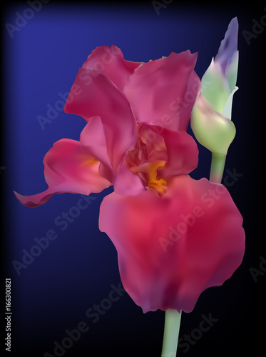 Fototapeta Naklejka Na Ścianę i Meble -  single purple iris on dark blue background