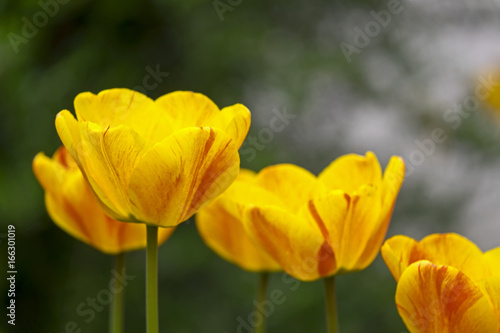 Tulpen  Tulpia 