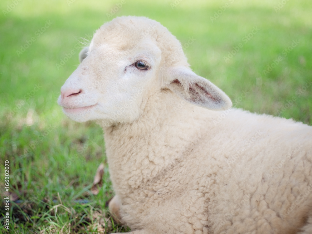 Lamb smiling
