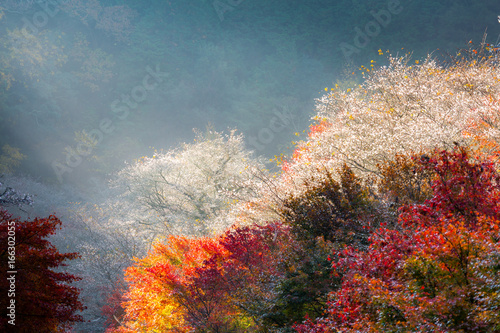 Nagoya, Obara Sakura in autumn photo