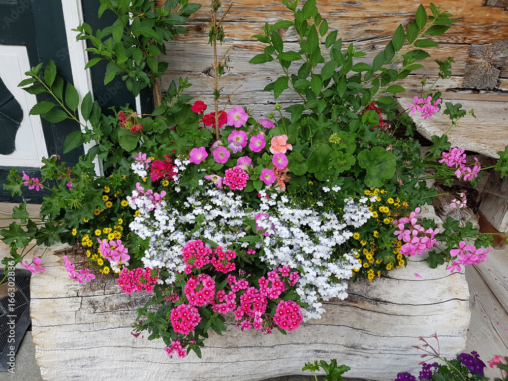 Balkonblumen Balkonblumen