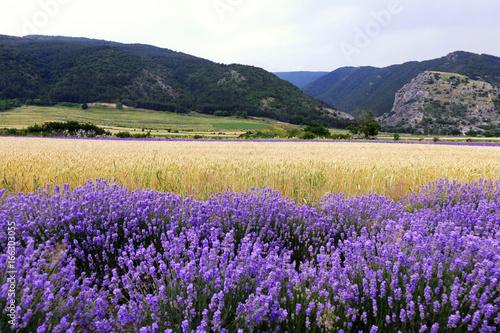Wheat and lavender in the foothills of the Balkan Mountains.