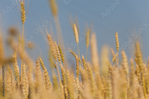 Golden wheat field and sunny day