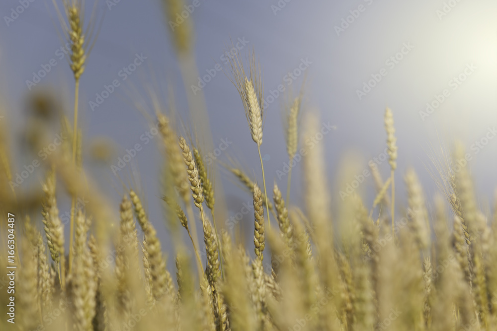 Fototapeta premium Golden wheat field and sunny day