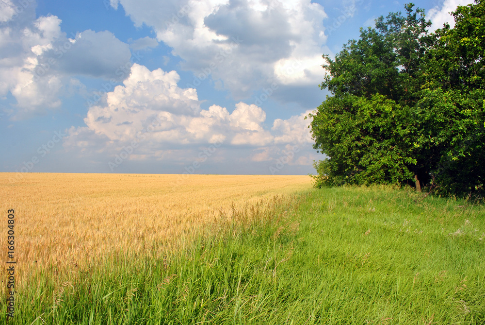 Obraz premium Field of ripe wheat (rye) on the edge of oak forest, line of green grass meadow, cloudy sunny sky, Ukraine