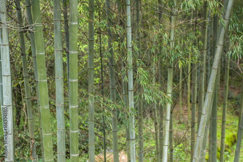 Bamboo forest in Yixing,Jiangsu,China.