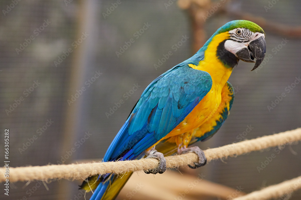 Obraz premium Blue and Gold Macaw - Big Parrot. (Ara ararauna), also known as the blue-and-gold macaw, is a large South American parrot with blue top parts and yellow under parts.