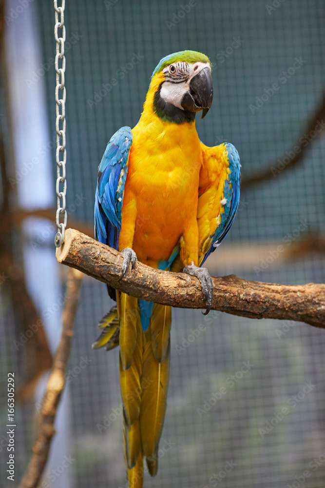Blue and Gold Macaw - Big Parrot. (Ara ararauna), also known as the  blue-and-gold macaw, is a large South American parrot with blue top parts  and yellow under parts. Stock Photo
