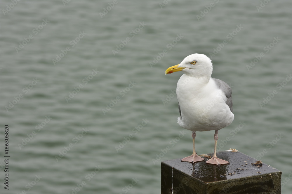 Vogel Vogel