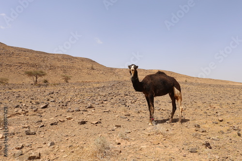 Chameau Sahara au Maroc