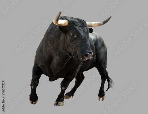 Black bull on a gray background.