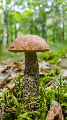 Fresh, young leccinum mushroom in forest