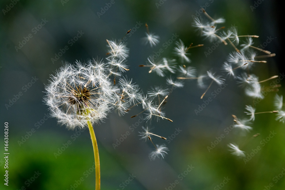 Obraz premium Blown dandelion clock