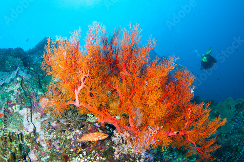 Wonderful and beautiful underwater world with corals  fish and sunlight