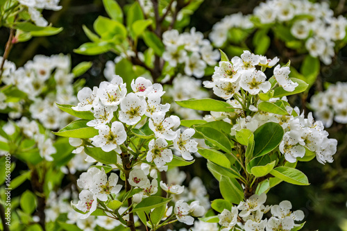 Spring pear flowers on a tree