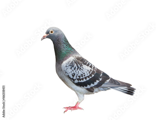full body of sport racing pigeon bird looking eye contact to camera isolate white background