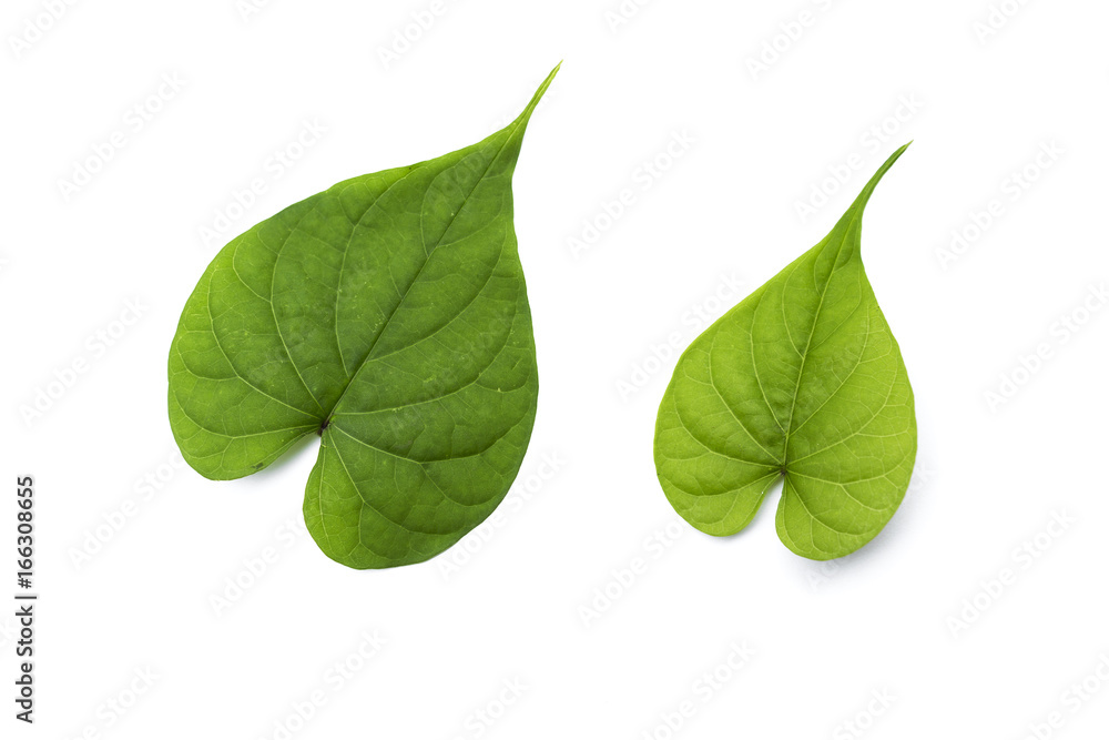 Heart fresh green leaf isolate on white background Heart fresh green leaf isolate on white background