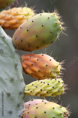 Frutti di fico d'India photo