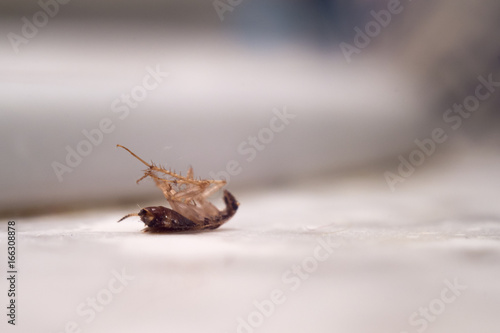 Dead cockroach on the sink