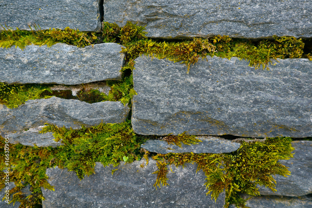 Bright green moss texture on the stone brick wall. Photo depicting a bright green lichen on the old bricked stone wall. Closeup, macro view. Bright green moss texture on the stone brick wall. Photo depicting a bright green lichen on the old bricked stone wall. Closeup, macro view.
