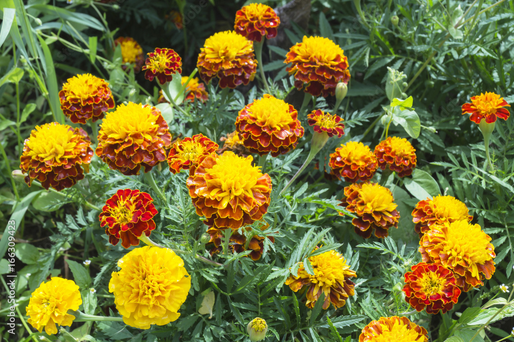 Bright flowerses on background of the green herb Bright flowerses on background of the green herb