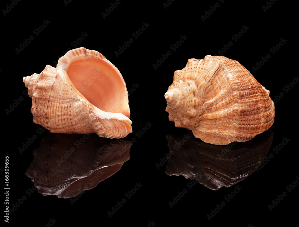 Seashell set on a black background isolated
