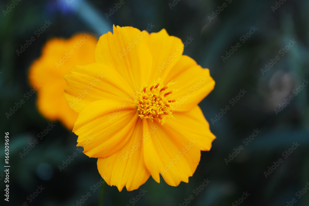 Yellow daisy on blur background with dark tone in the evening Yellow daisy on blur background with dark tone in the evening