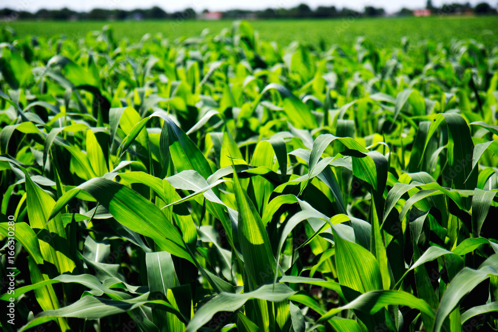 Green cornfield closeup Green cornfield closeup