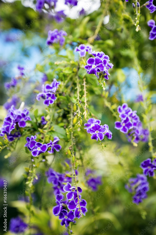 Violet flower in the garden Violet flower in the garden