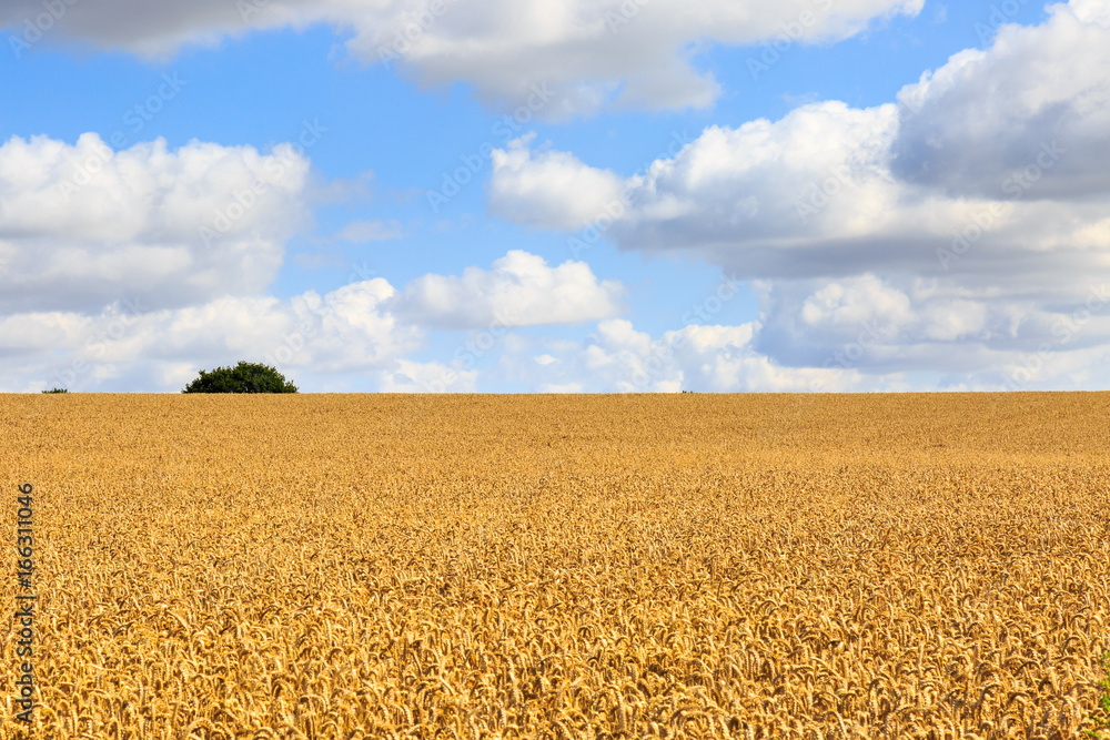 Naklejka premium Summer Farm Landscape