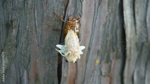 Emergence of cicada