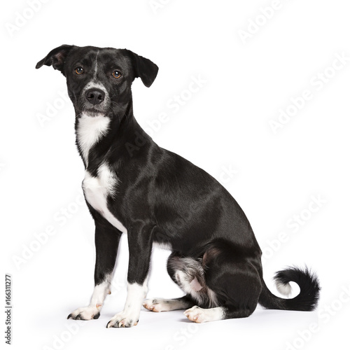 Φωτογραφία Black and white stray dog sitting side ways isolated on white background