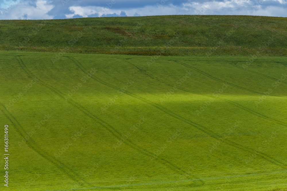 蒼い麦の風景　Scenery with wheat field