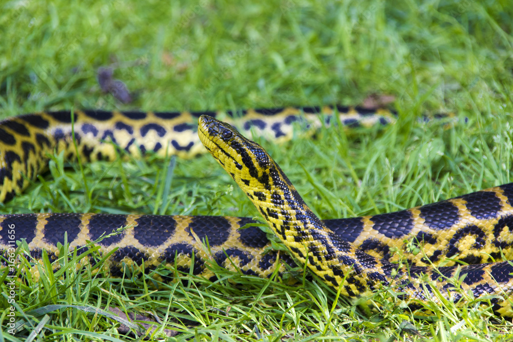 Fototapeta premium Snake anaconda